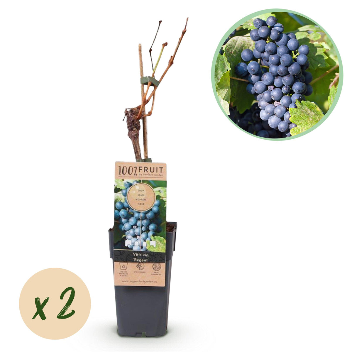 Green boutiQ - Fruitplant - Vitis vinifera Regent - Druivenplant - Geent - Blauwe Druif - 2 Planten - Pot 15cm - Hoogte 50cm