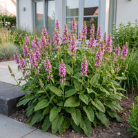 Green boutiQ - Perennial - Stachys off. Ukkie - Lamb's Ear - Rock Plants - Pink - 12 Plants - Pot 11cm - Height 15-25cm