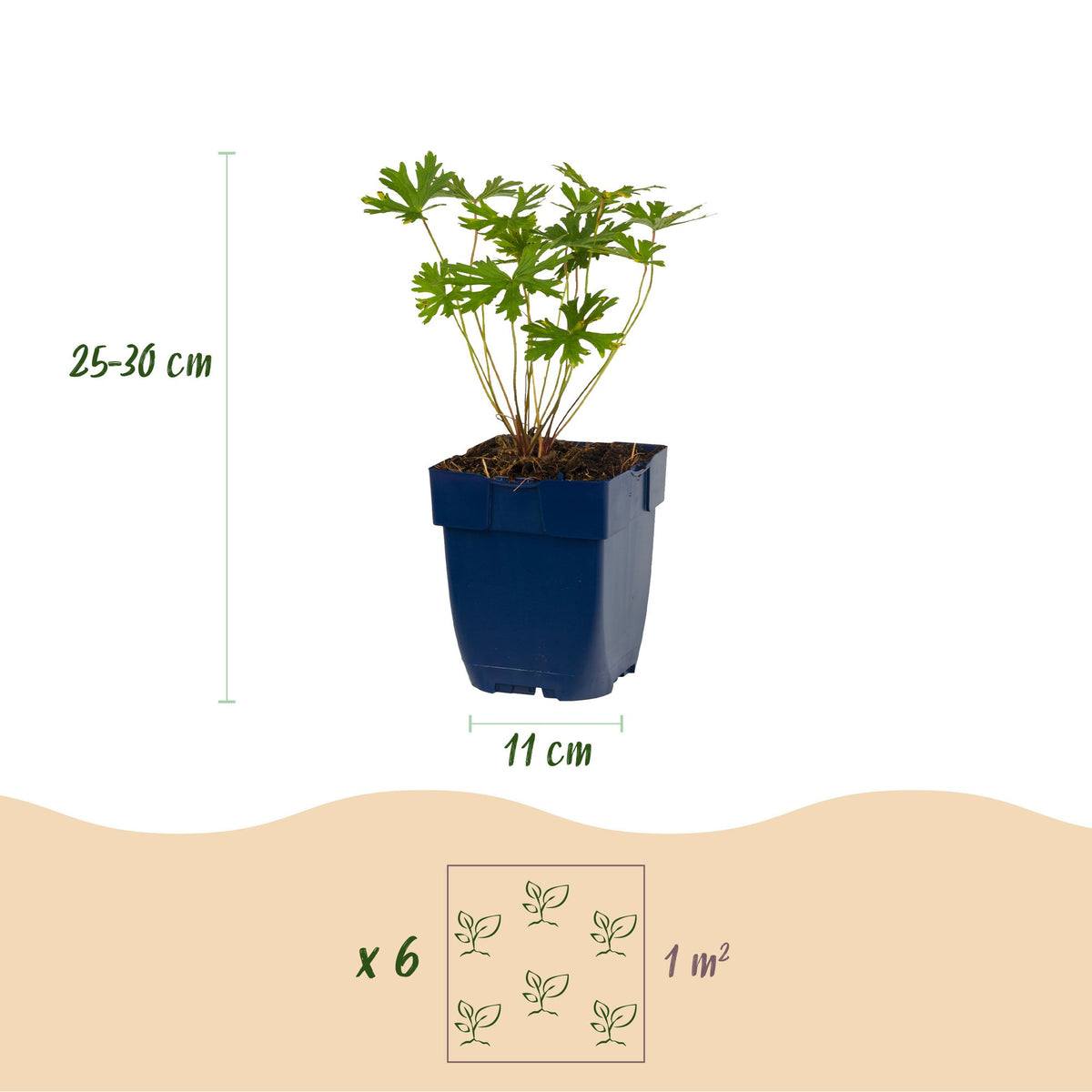 Vasteplant - Borderpakket - Bodembedekend - Diversen - Soorten en kleuren - 12 Planten - Pot 11cm - Hoogte 15-25cm