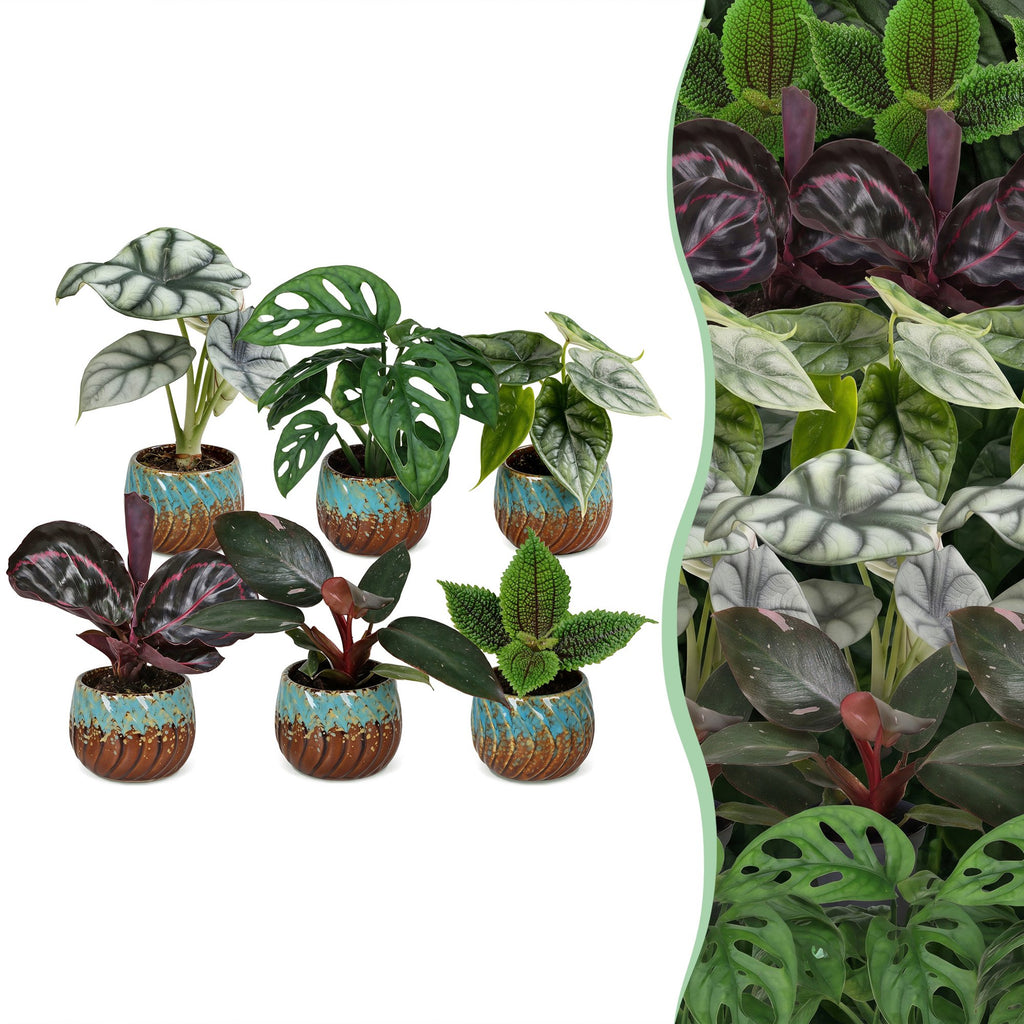 6x Baby Jungle Mix - Various colours - Tropical - incl. Copper Reef - Ø6cm - ↕10-15cm