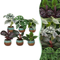 6x Baby Jungle Mix - Various colours - Tropical - incl. Copper Reef - Ø6cm - ↕10-15cm