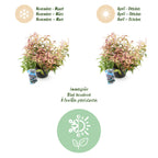 Green boutiQ - Gartenpflanze - Leucothoe Makijaz - Braun - 2 Pflanzen - Immergrün - Pflegeleicht - Topf 17cm Höhe 45cm