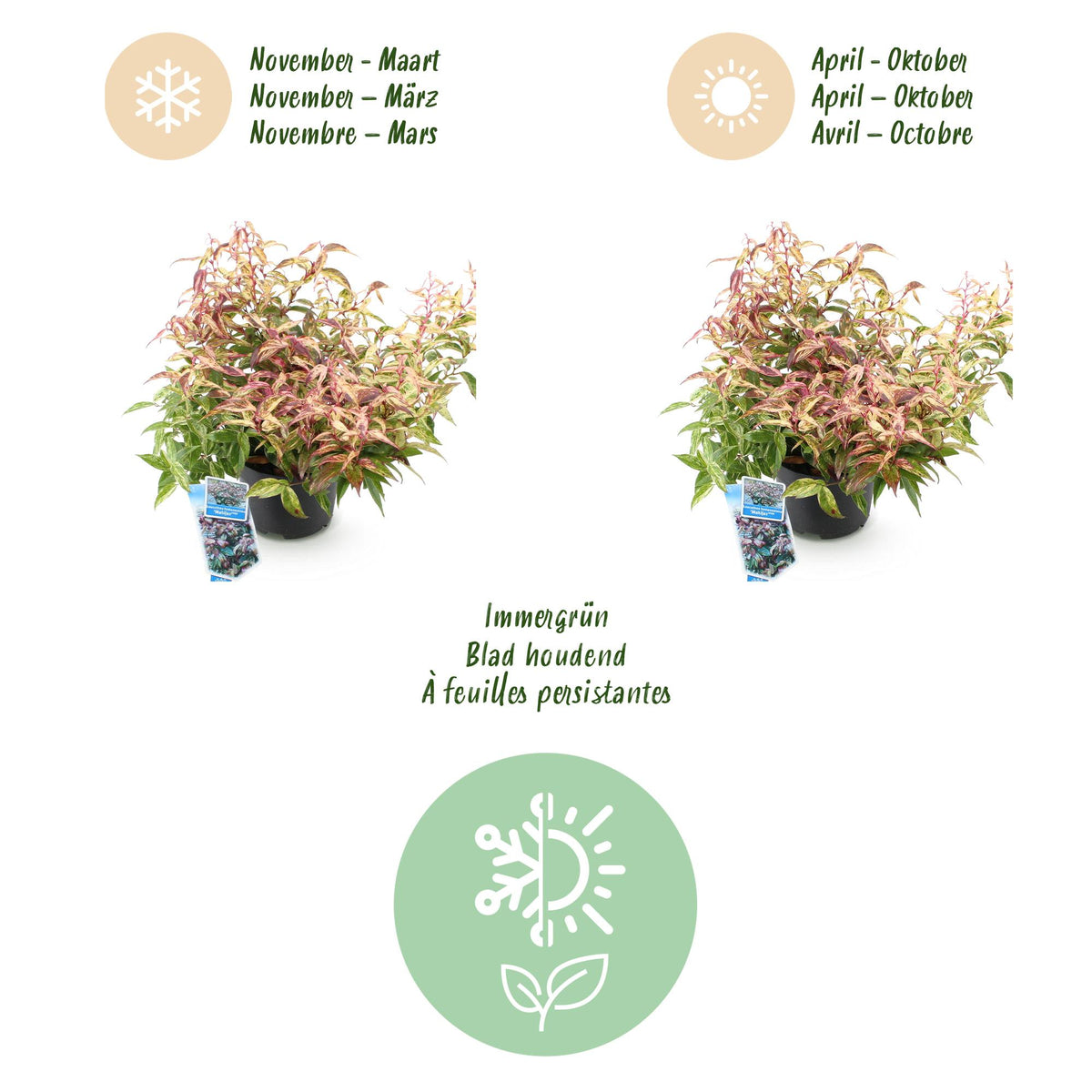 Green boutiQ - Gartenpflanze - Leucothoe Makijaz - Braun - 2 Pflanzen - Immergrün - Pflegeleicht - Topf 17cm Höhe 45cm
