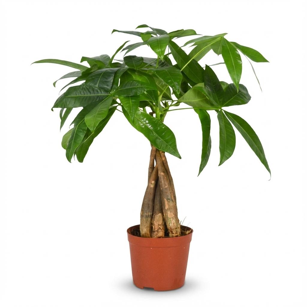 Green boutiQ - Plante d'intérieur - Arbre à monnaie - Pachira Aquatica - Vert - Peu d'entretien - 1 plante - Pot 12 cm - Hauteur 40 - 50 cm