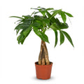 Green boutiQ - Plante d'intérieur - Arbre à monnaie - Pachira Aquatica - Vert - Peu d'entretien - 1 plante - Pot 12 cm - Hauteur 40 - 50 cm