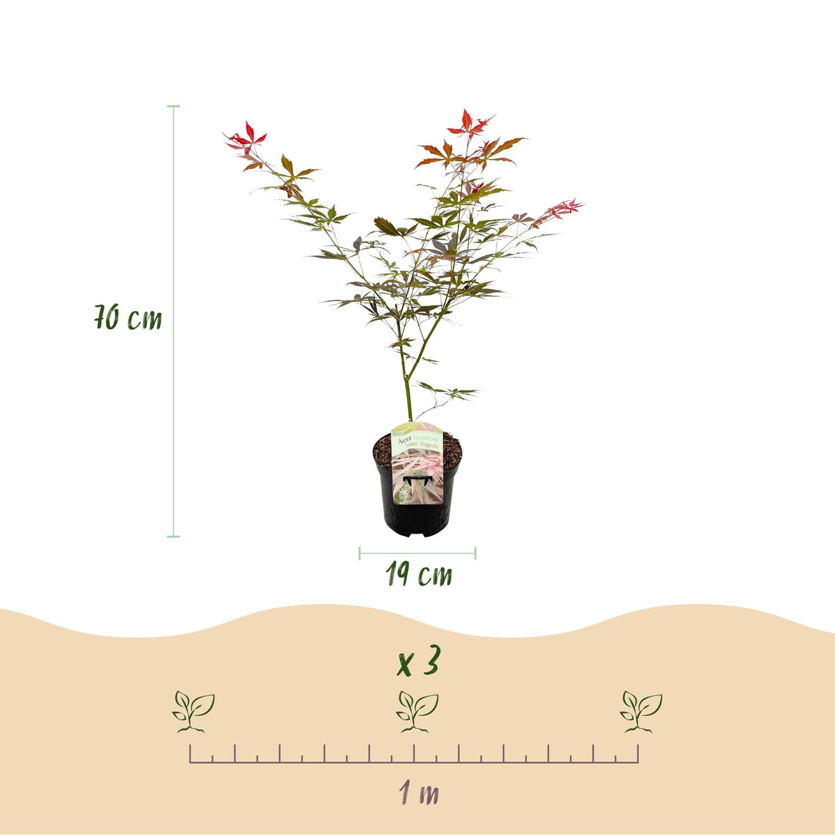 Green boutiQ - Plante de terrasse - Érable du Japon - Acer palmatum Sumi-nagashi - Rouge - 2 plantes - Caduc - Pot 19cm Hauteur 70cm