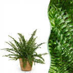 Green boutiQ - Plante d'intérieur - Nephrolepsis exaltata Green Lady - Fougère - Plante adaptée aux animaux de compagnie - Vert - 1 plante - avec panier - Pot 12cm - Hauteur 25cm