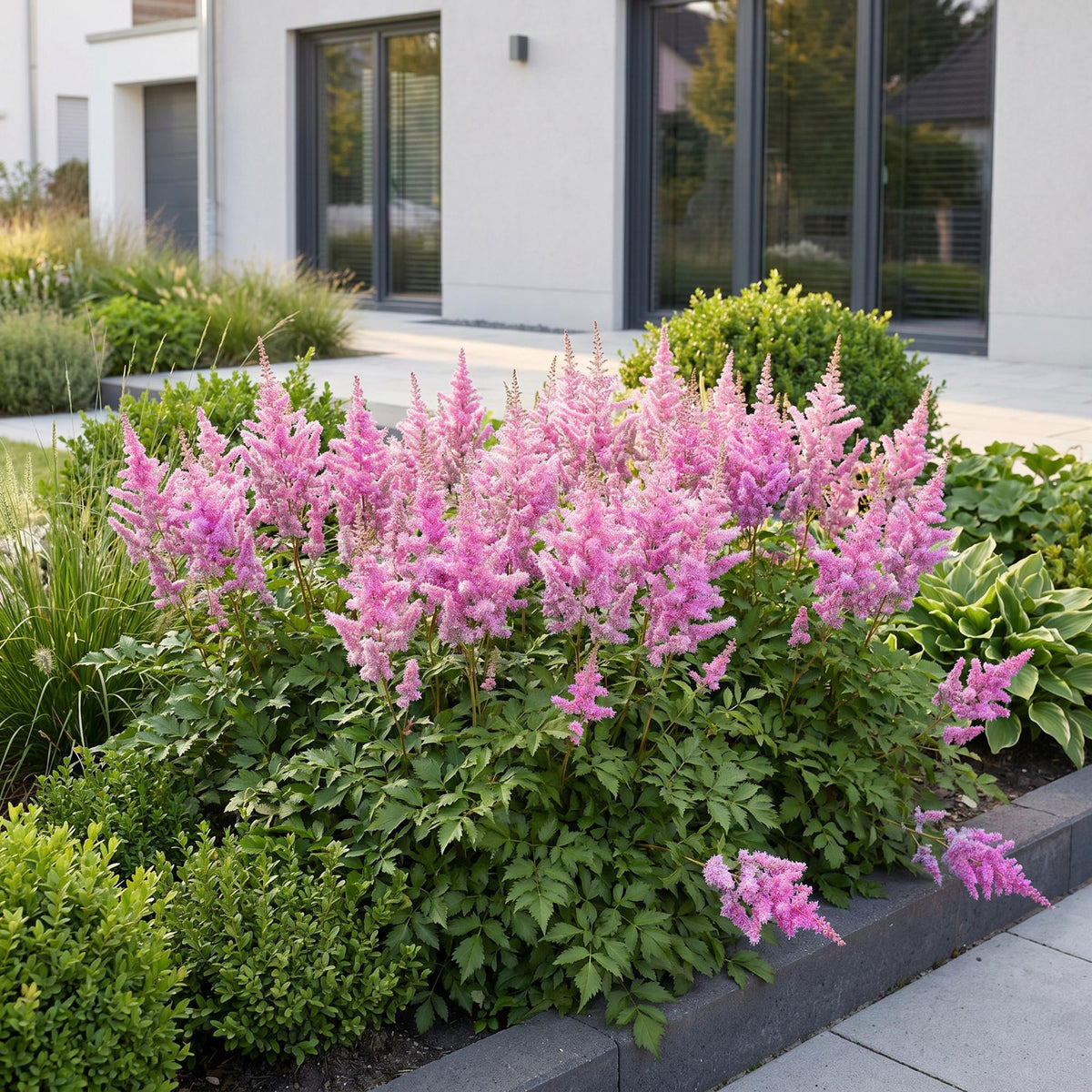 Green boutiQ - Plante vivace - Astilbe chin. Pumila - Astilbe - Ombre - Violet - 6 Plantes - Pot 11cm - Hauteur 15-25cm
