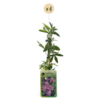 4x Passiflora Lavender Lady - Lavender Lady passionflower - Purple - Climber - Ø9cm - ↕35cm