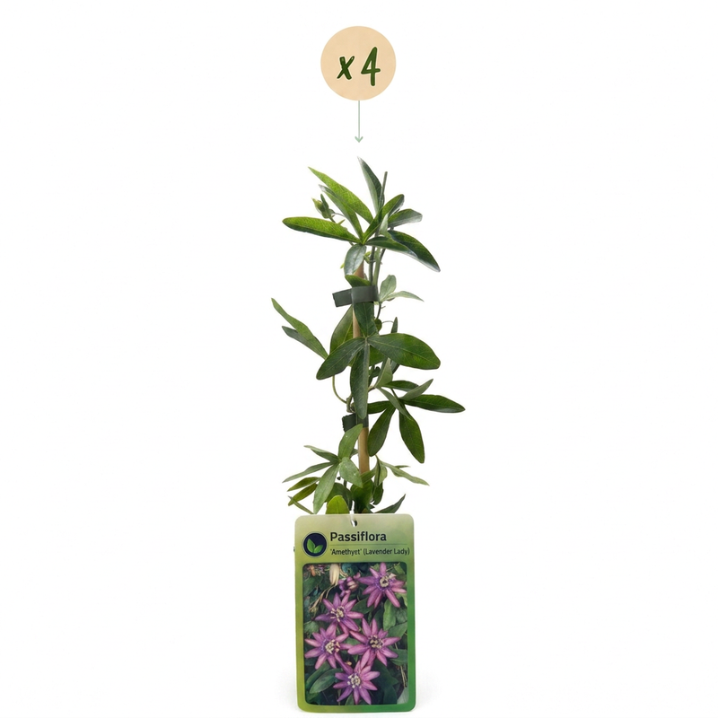 4x Passiflora Lavender Lady - Passionsblume Lavender Lady - Violett - Kletterpflanze - Ø9cm - ↕35cm