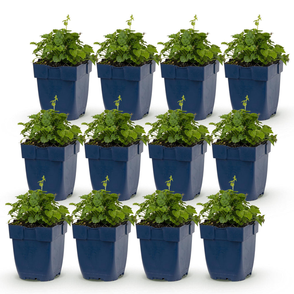 Green boutiQ - Stauden - Campanula portenschlagiana Tricolour - Dalmatiner-Glockenblume - Bodendeckend - Violett - Rosa - Weiß - 12 Pflanzen - Topf 11cm - Höhe 15-25cm