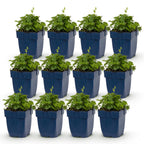 Green boutiQ - Stauden - Campanula portenschlagiana Tricolour - Dalmatiner-Glockenblume - Bodendeckend - Violett - Rosa - Weiß - 12 Pflanzen - Topf 11cm - Höhe 15-25cm