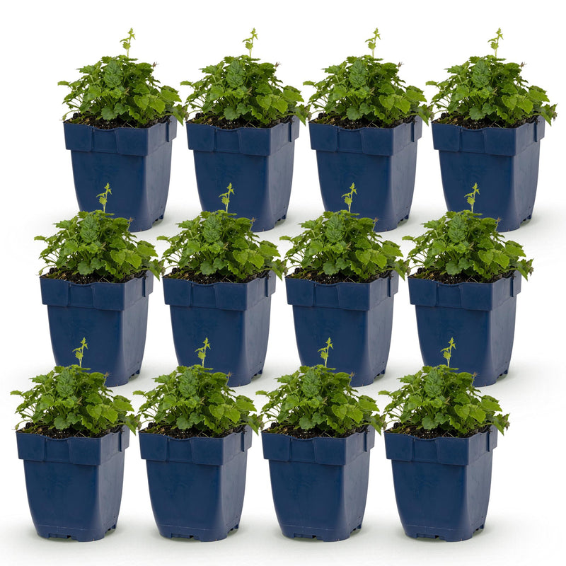 Green boutiQ - Vasteplant - Campanula portenschlagiana Tricolour - Perzikbladklokje - Bodembedekkend - Paars - Roze - Wit - 12 Planten - Pot 11cm - Hoogte 15-25cm