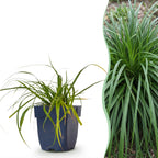 Green boutiQ - Graminées - Carex oshimensis Evergreen - Laîche du Japon - Persistant - Vert - 1 Plante - Pot 11cm - Hauteur 15-25cm