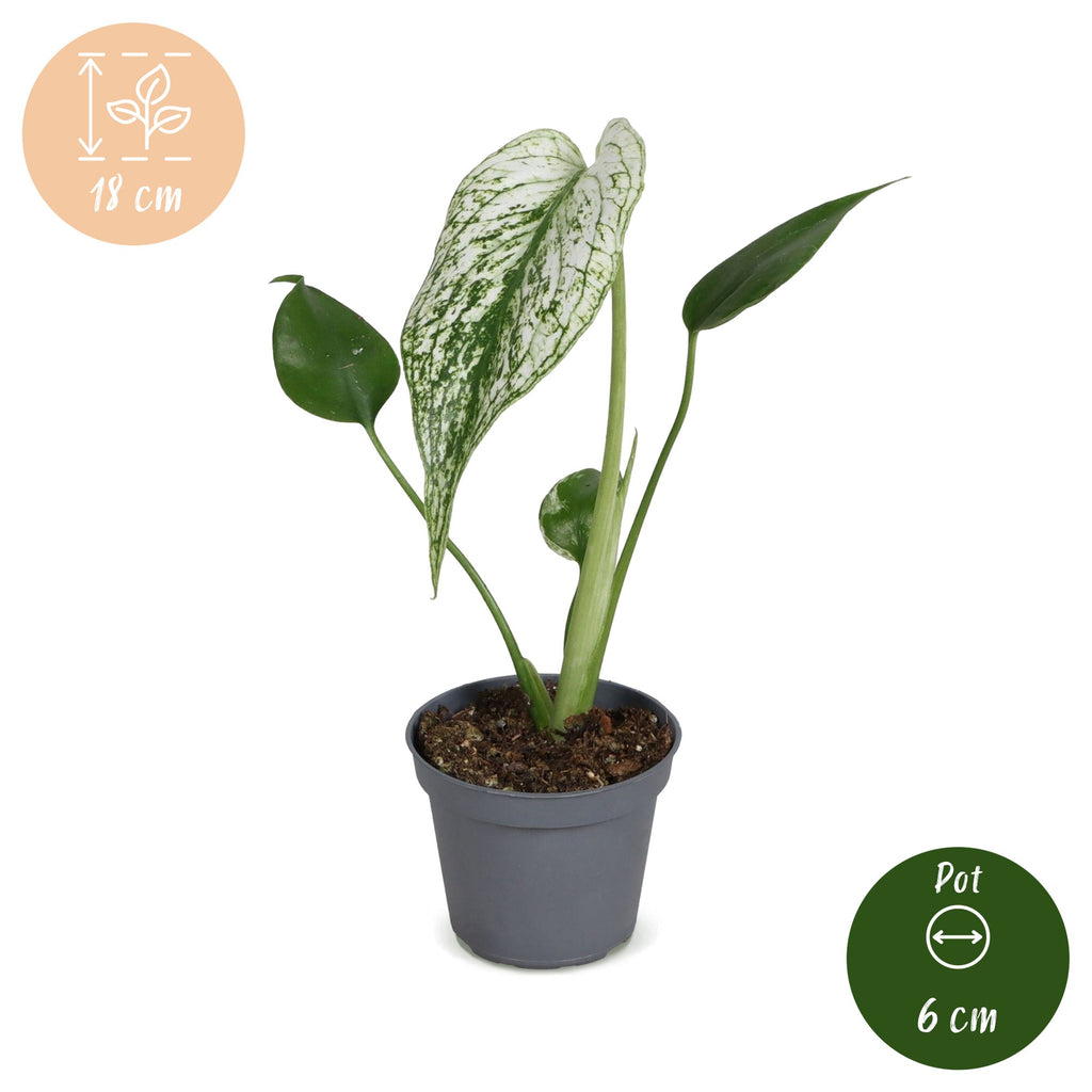 Monstera Devil Monster - Devil Monster Plant - Green - White - Tropical - Ø6cm - ↕18cm
