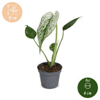 Monstera Devil Monster - Devil Monster Plant - Green - White - Tropical - Ø6cm - ↕18cm