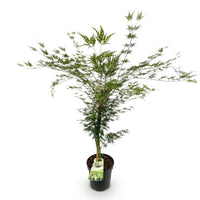 Green boutiQ - Tuinplant - Acer palmatum Emerald Lace - Japanse Esdoorn - Bladverliezend - Groen - 1 - Pot 26cm - Hoogte 90cm