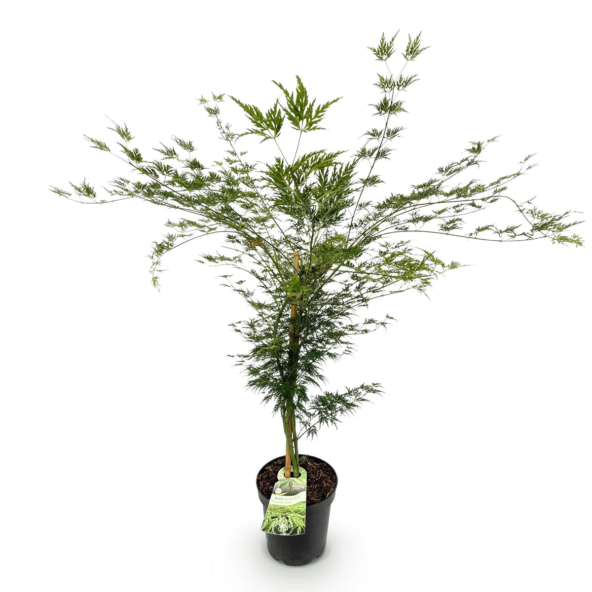 Green boutiQ - Plante de jardin - Acer palmatum Emerald Lace - Érable japonais - Caduc - Vert - 1 - Pot 26cm - Hauteur 90cm