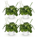 Green boutiQ - Zimmerpflanze - Maranta Fascinator Lemon Lime - Gebetspflanze - Haustierfreundliche Pflanze - Grün - 4 Pflanzen - mit Topf Weiß - Topf 12cm - Höhe 25cm