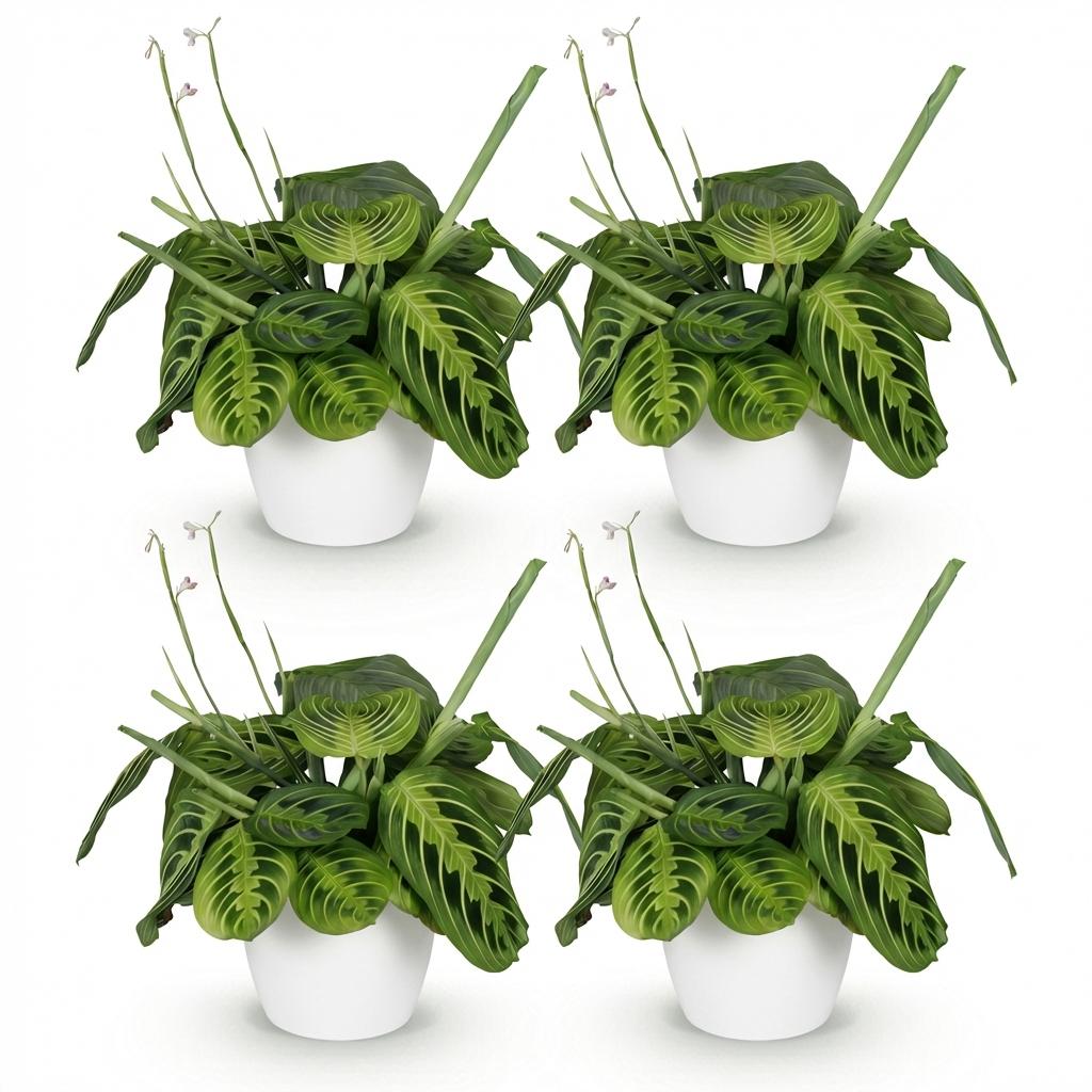 Green boutiQ - Zimmerpflanze - Maranta Fascinator Lemon Lime - Gebetspflanze - Haustierfreundliche Pflanze - Grün - 4 Pflanzen - mit Topf Weiß - Topf 12cm - Höhe 25cm
