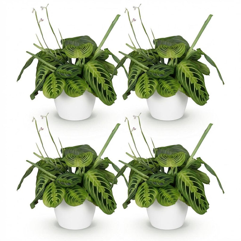Green boutiQ - Kamerplant - Maranta Fascinator Lemon Lime - Gebedsplant - Huisdiervriendelijke Plant - Groen - 4 Planten - met Potter Wit - Pot 12cm - Hoogte 25cm
