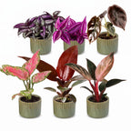 6x Baby Paradise Mix - Various colours - Tropical - incl. Linnea Olive - Ø6cm - ↕10-15cm