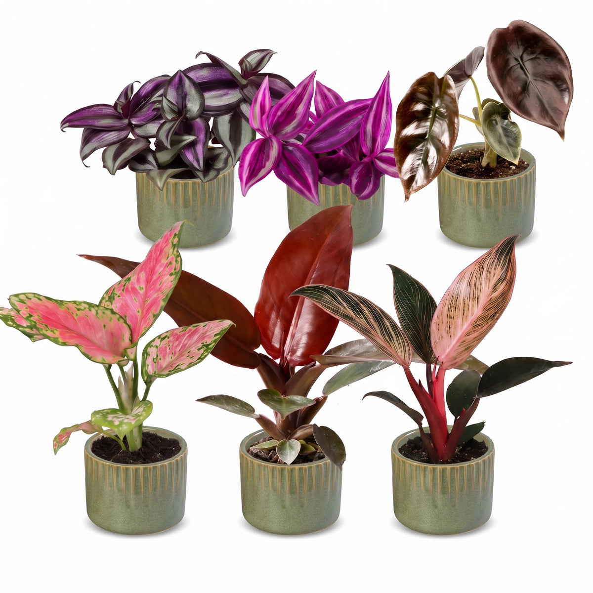 6x Baby Paradise Mix - Various colours - Tropical - incl. Linnea Olive - Ø6cm - ↕10-15cm