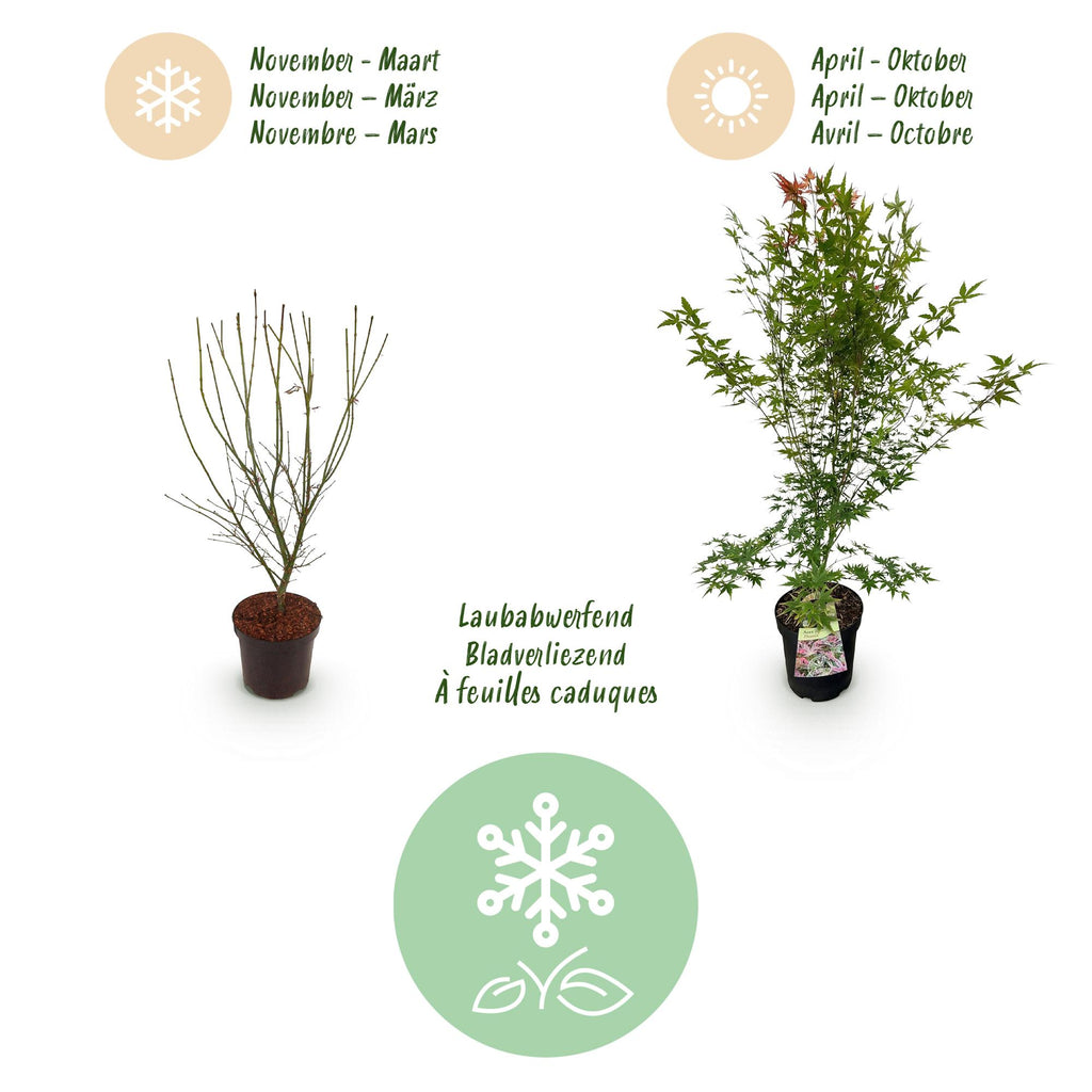Green boutiQ - Plante de jardin - Acer palmatum Phoenix - Érable du Japon - Caduc - Vert - Rouge - 1 - Pot 26cm - Hauteur 90cm