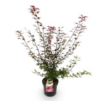 Green boutiQ - Plante de jardin - Acer palmatum Shaina - Érable du Japon - Caduc - Rouge - 1 - Pot 26cm - Hauteur 90cm