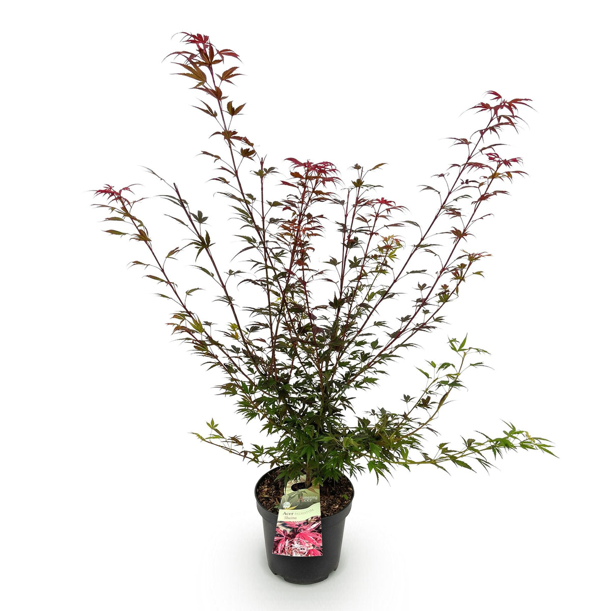 Green boutiQ - Plante de jardin - Acer palmatum Shaina - Érable du Japon - Caduc - Rouge - 1 - Pot 26cm - Hauteur 90cm