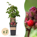 Green boutiQ - Plante fruitière - Rubus phoenicolasius - Framboisier du Japon - Rustique - Framboise rouge vif - 2 plantes - Pot 15cm - Hauteur 50cm