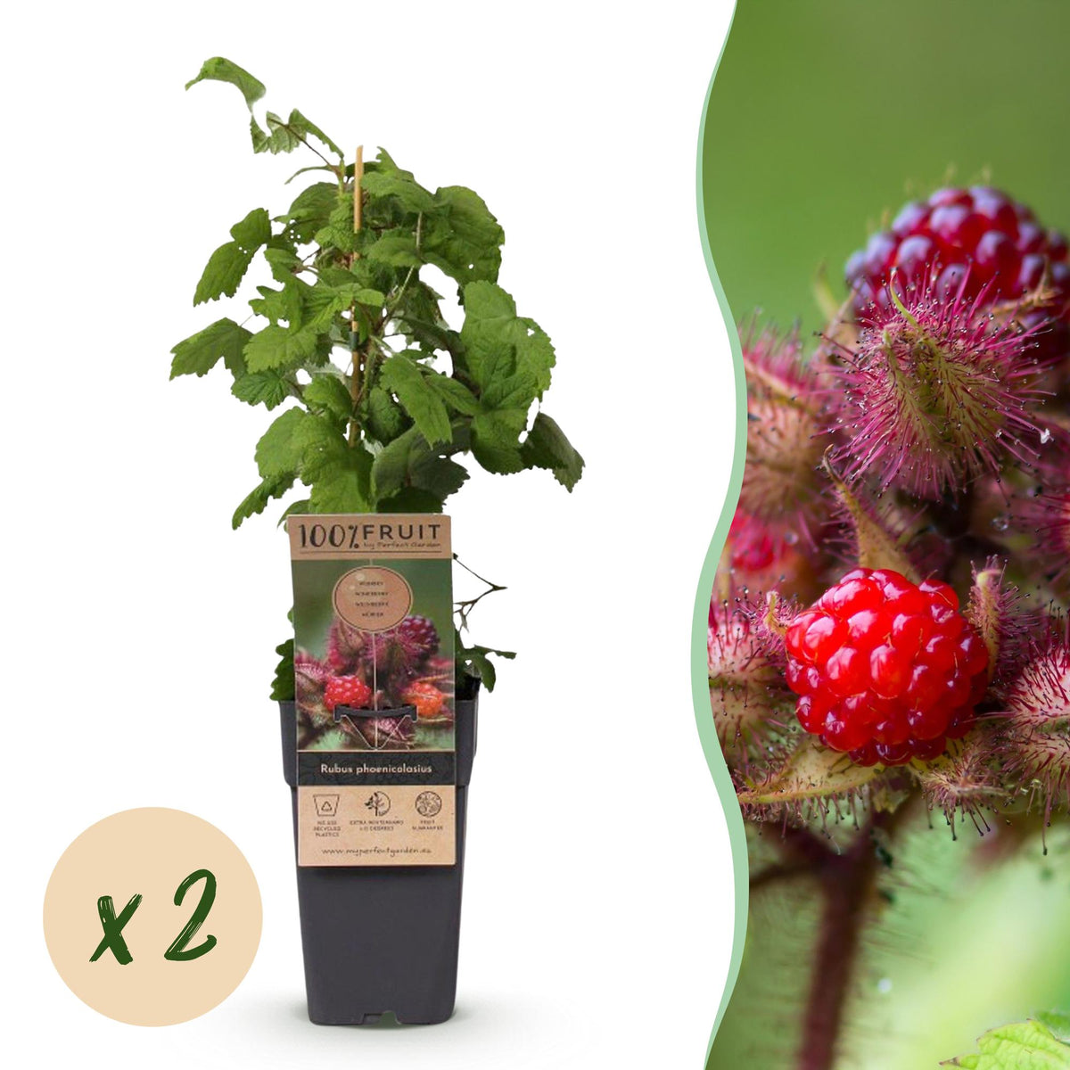 Green boutiQ - Plante fruitière - Rubus phoenicolasius - Framboisier du Japon - Rustique - Framboise rouge vif - 2 plantes - Pot 15cm - Hauteur 50cm