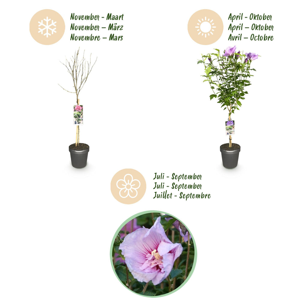 Green boutiQ - Plante sur tige - Hibiscus syriacus Lavender Chiffon® - Plante de terrasse - Caduc - Rustique - Fleur violette - Pot 19 cm, hauteur 90 cm