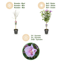 Green boutiQ - Plant op Stam -Hibiscus syriacus Lavendor Chiffon® - Terras Plant - Bladverliezend - Winterhard - Paarse Bloem - Pot 19cm Hoogte 90cm
