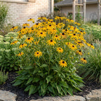 Green boutiQ - Stauden - Rudbeckia fulg. Goldsturm - Gewöhnlicher Sonnenhut - Bienen- und Schmetterlingsmagnet - Gelb - 12 Pflanzen - Topf 11 cm - Höhe 15-25 cm