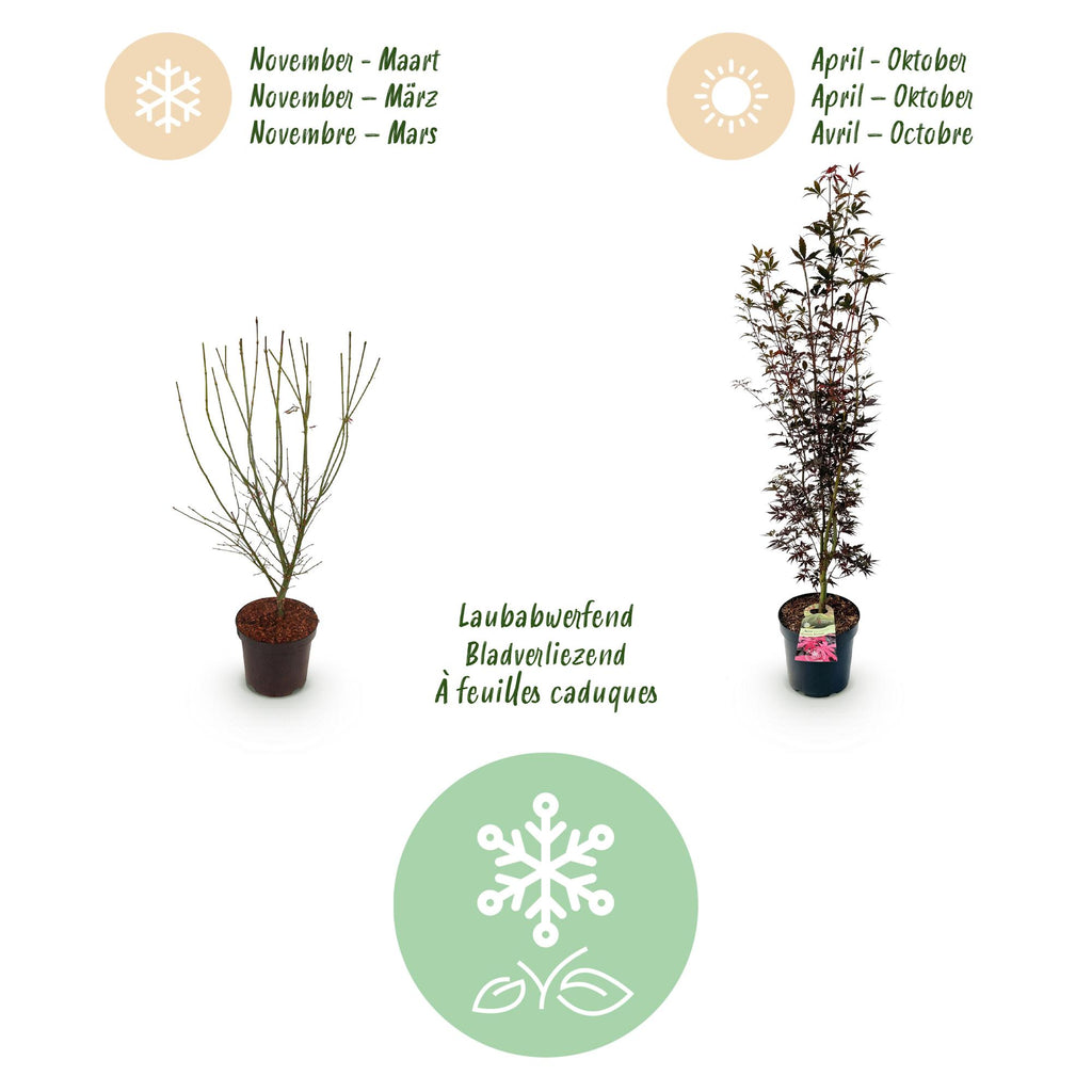 Green boutiQ - Plante de jardin - Acer palmatum Skeeters Broom - Érable du Japon - Caduc - Rouge - 1 - Pot 26cm - Hauteur 90cm