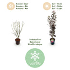 Green boutiQ - Plante de jardin - Acer palmatum Skeeters Broom - Érable du Japon - Caduc - Rouge - 1 - Pot 26cm - Hauteur 90cm