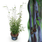 Green boutiQ - Graminées - Fargesia nitida Black Dragon - Bambou non traçant - Persistant - Vert - 1 plante - Pot 23 cm - Hauteur 80 cm