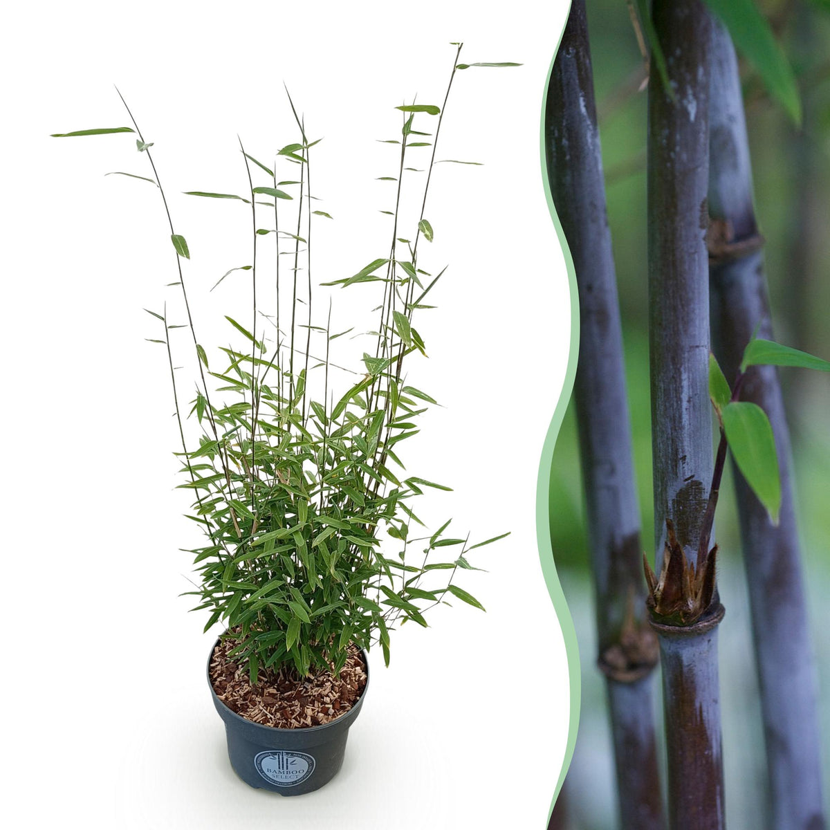 Green boutiQ - Graminées - Fargesia nitida Black Dragon - Bambou non traçant - Persistant - Vert - 1 plante - Pot 23 cm - Hauteur 80 cm
