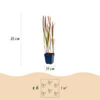 Green boutiQ - Grassen - Imperata cylindrica Red Baron - Japans bloedgras - Rode uitlopers - Rood - 24 Planten - Pot 11cm - Hoogte 15-25cm