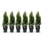 Green boutiQ - Haies - Thuja occidentalis Smaragd - feuillage vert - 6 plantes - 1 mètre linéaire - persistant - pot 17cm hauteur 60cm