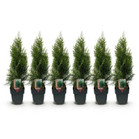 Green boutiQ - Haagplanten - Thuja occidentalis Smaragd - blad groen - 6 planten - 1 strekkende meter - groenblijvend - pot 17cm hoogte 60cm