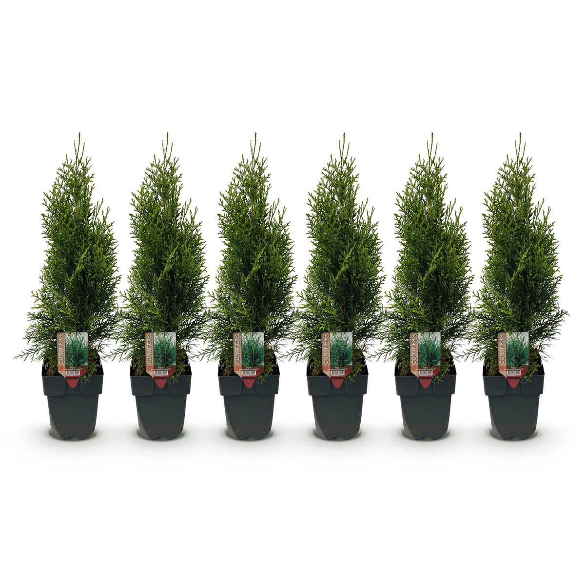 Green boutiQ - Haies - Thuja occidentalis Smaragd - feuillage vert - 6 plantes - 1 mètre linéaire - persistant - pot 17cm hauteur 60cm