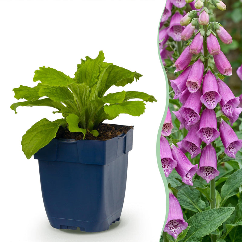 Green boutiQ - Vasteplant - Digitalis purp. Dalmatian Purple - Vingerhoedskruid - Schaduw - Paars - 1 Plant - Pot 11cm - Hoogte 15-25cm