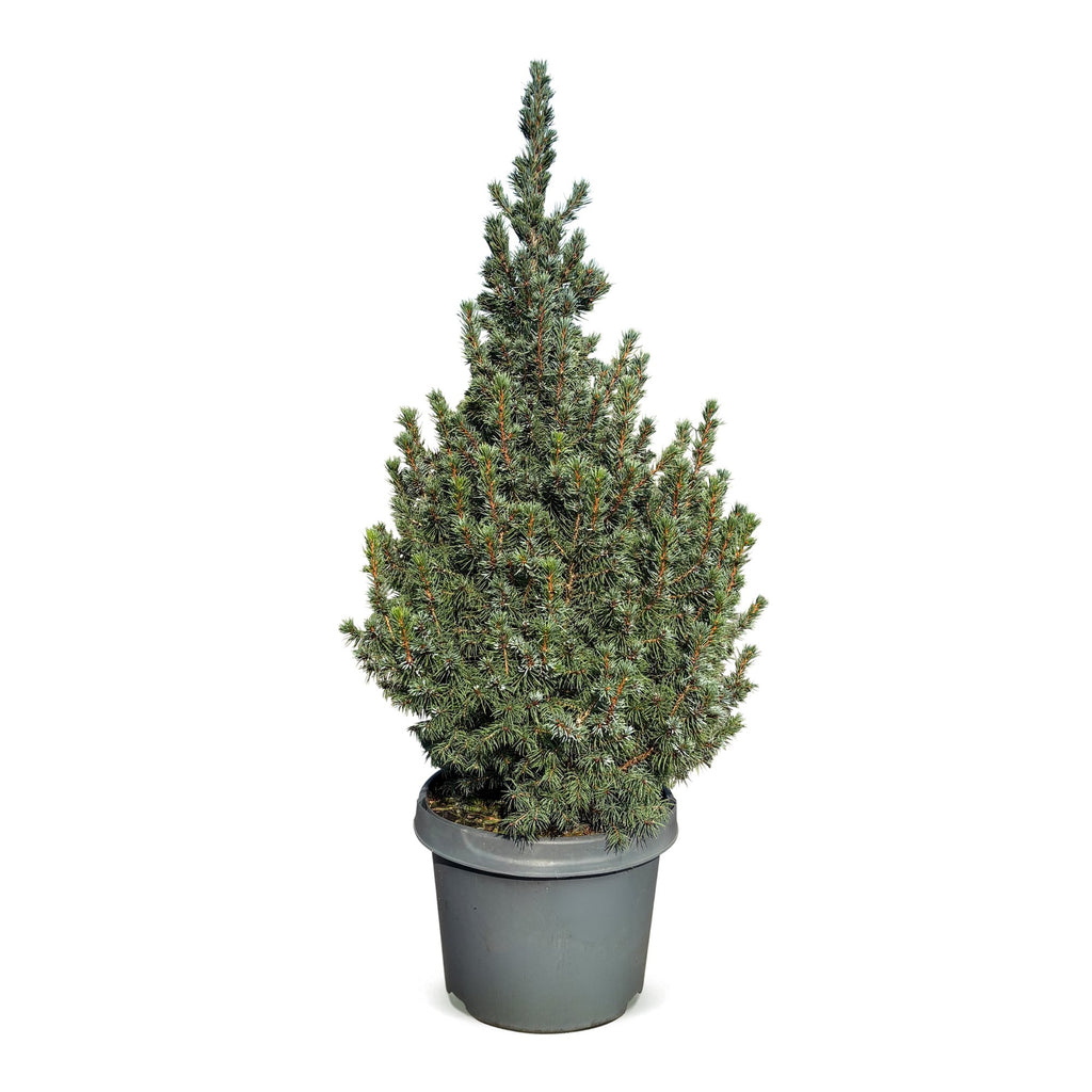 Picea glauca Sander's Blue - Blue Alberta Spruce - Blue - Christmas tree - Ø23cm - ↕60cm