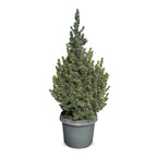 Picea glauca Sander's Blue - Blue Alberta Spruce - Blue - Christmas tree - Ø23cm - ↕60cm
