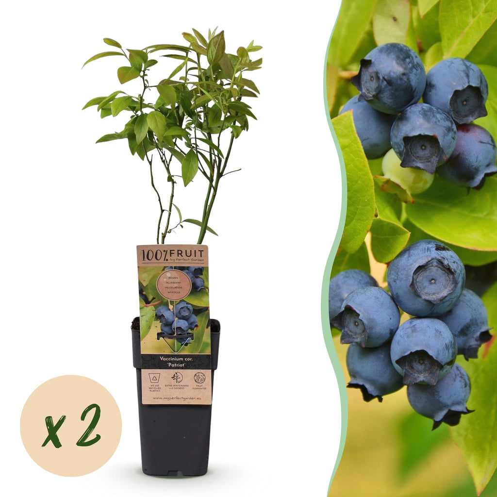 Green boutiQ - Fruchtpflanze - Vaccinium corymbosum Patriot - Heidelbeere - Winterhart - Blaubeere - 2 Pflanzen - Topf 15cm - Höhe 50cm