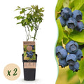 Green boutiQ - Fruchtpflanze - Vaccinium corymbosum Patriot - Heidelbeere - Winterhart - Blaubeere - 2 Pflanzen - Topf 15cm - Höhe 50cm