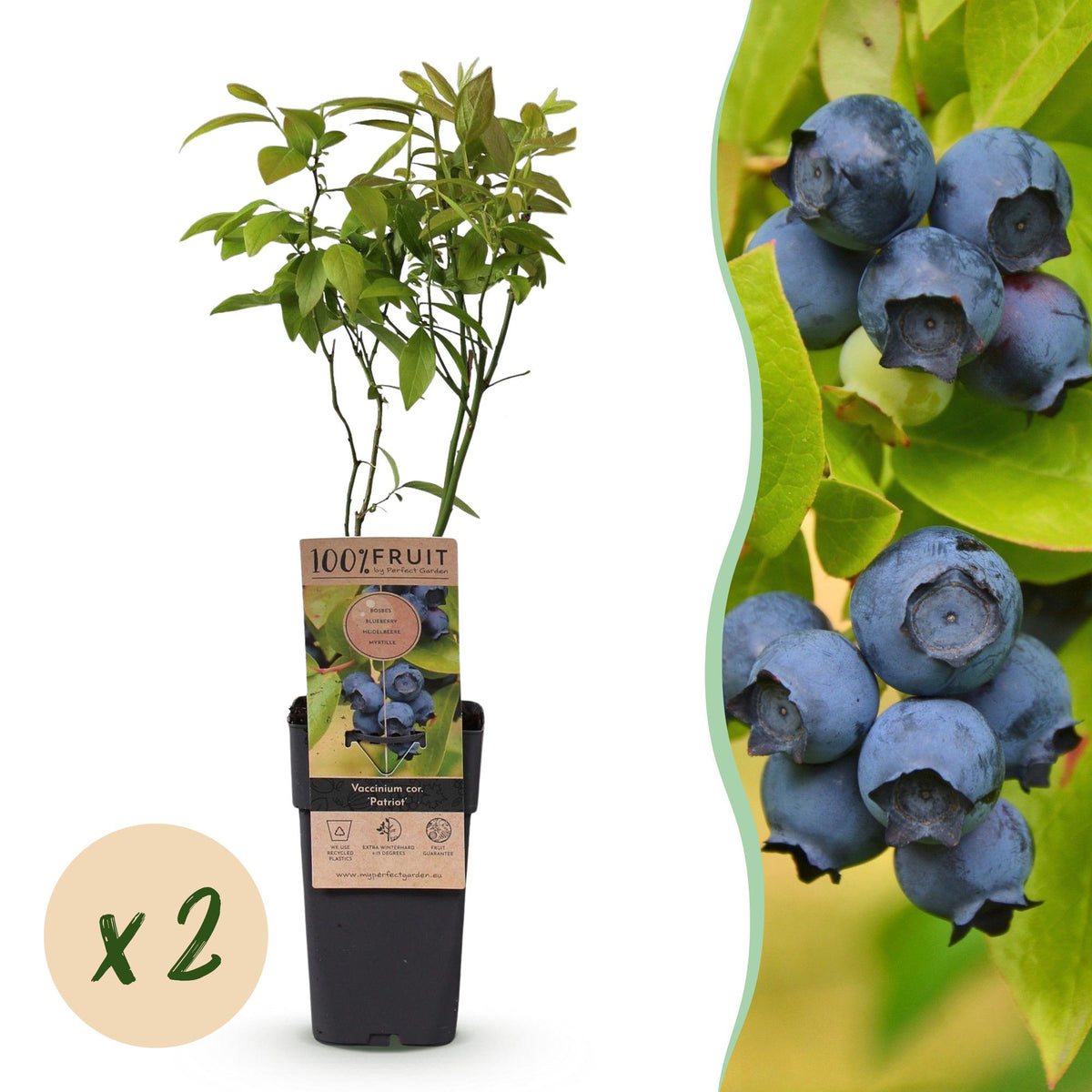 Green boutiQ - Fruitplant - Vaccinium corymbosum Patriot - Bosbes - Winterhard - Blauwe Bes - 2 Planten - Pot 15cm - Hoogte 50cm