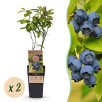 Green boutiQ - Fruchtpflanze - Vaccinium corymbosum Patriot - Heidelbeere - Winterhart - Blaubeere - 2 Pflanzen - Topf 15cm - Höhe 50cm